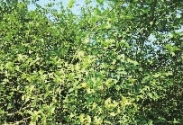 s36沙龙会,油茶莳植生产加工销售,植物油莳植生产加工销售
